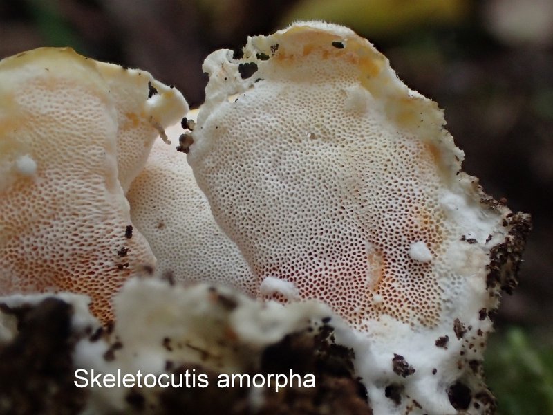 Skeletocutis amorpha-amf2209-2.jpg - Skeletocutis amorpha ; Syn: Polyporus amorphus ; Non français: Tramète saumonée